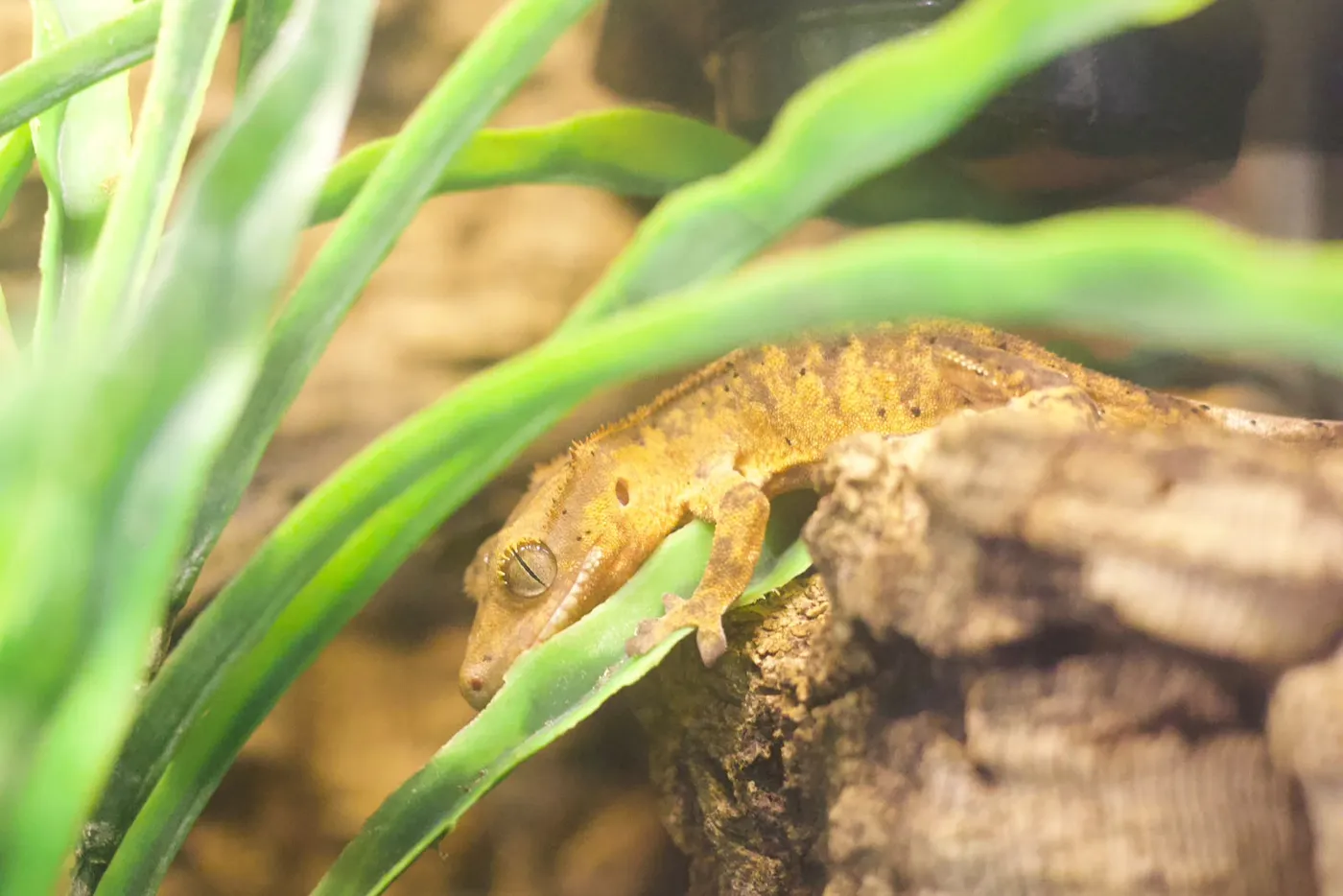 A crested gecko clinging to a branch