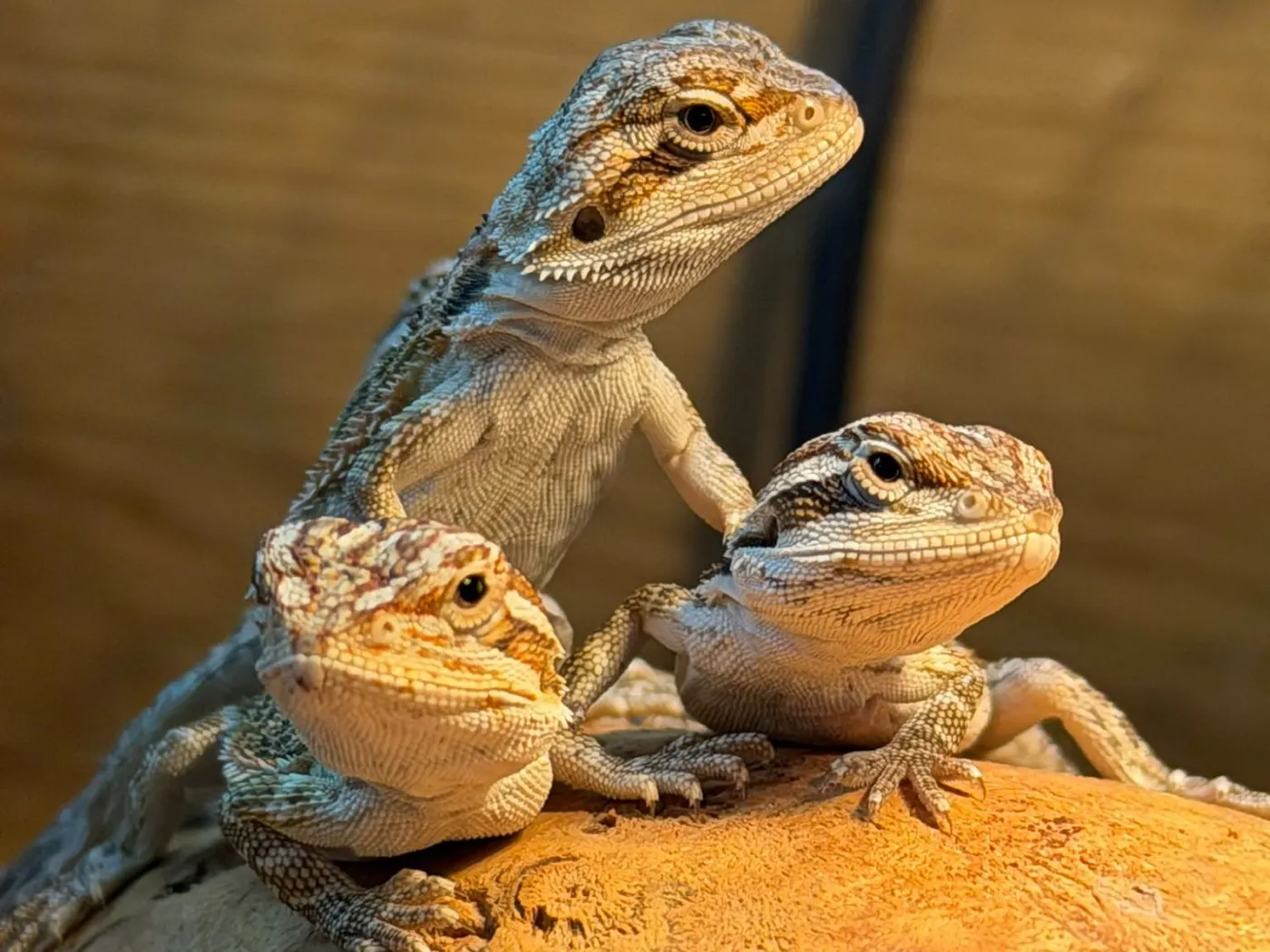 Two bearded dragons basking on a rock