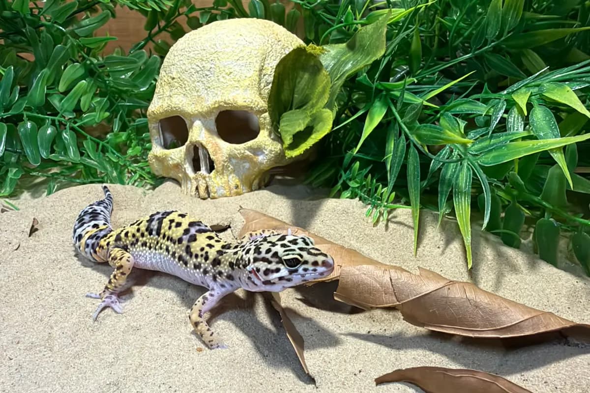 A leopard gecko beside a hide on sandy substrate